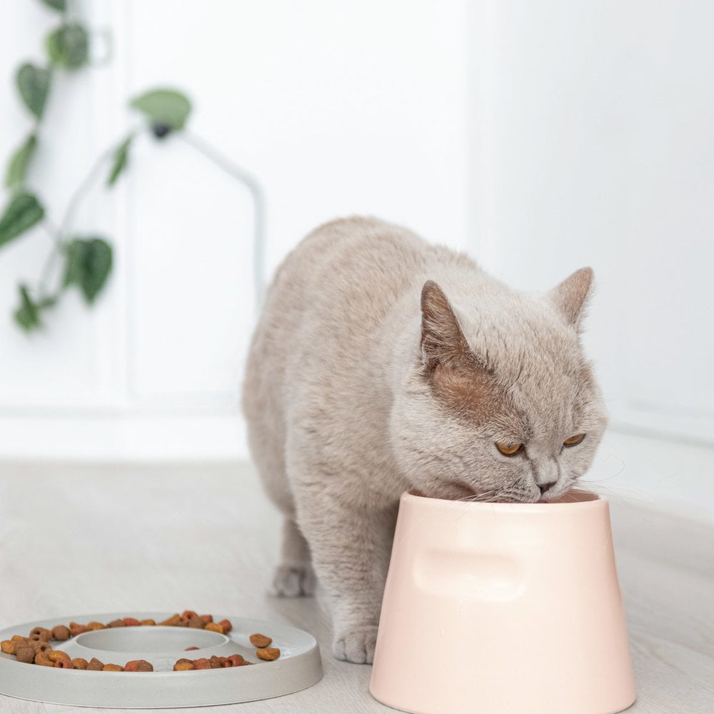 Katzen Trink & Freßnapf